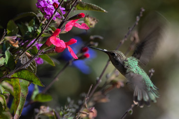 Anna's Hummingbird Female in Flight in the Garden