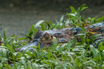 Spectacled Caiman (Caiman crocodilus) in tropical forest of Papaturro River area, Nicaragua