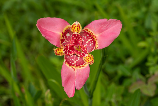 Flor rosa con amarillo del grupo tigridia