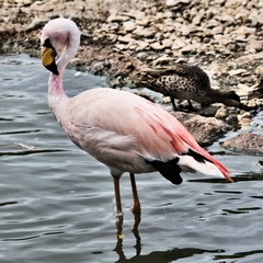 flamingo in the water
