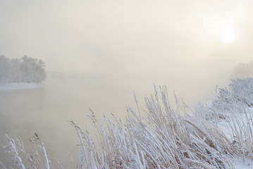 Hoarfrosty trees, Moscow region, Russia