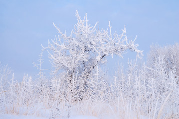 Hoarfrosty trees, Moscow region, Russia