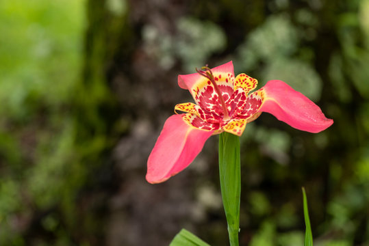 Flor rosa con amarillo del grupo tigridia