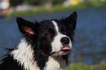 Portrait of Wet Border Collie Head with River Background. Closeup of Black and White Dog with Tongue Out. 