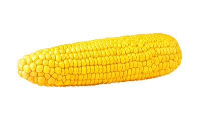 Perfect ear of corn without leaves isolated on white background. Ready for clipping path.