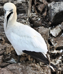 A close up of a Gannet on Bass Rock in Scotland