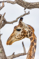 A Masai Giraffes Head among a tree branch