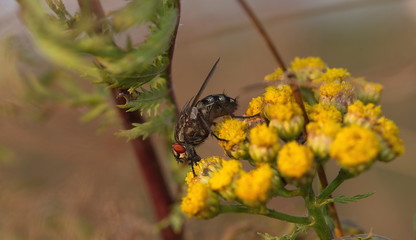 Graue Fleischfliege an einer Blüte