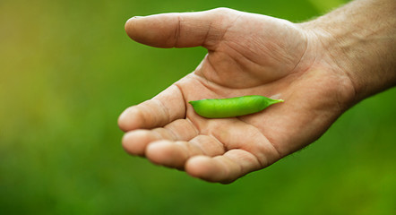 Man hand holding fresh green peas.