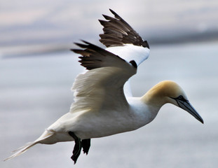 A view of a Gannet Flying over Bass Rock in Scotland