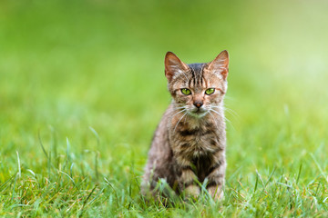 Naklejka na ściany i meble Young cat sitting on a meadow
