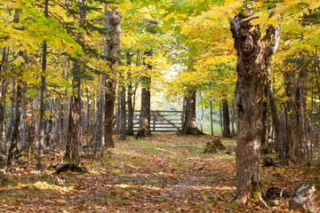 autumn in the forest