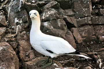 A close up of a Gannet on Bass Rock in Scotland