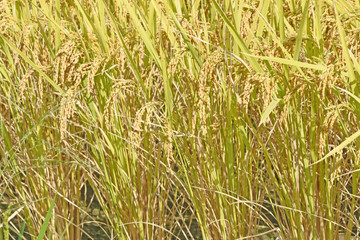 稲穂アップ写真　稲穂風景