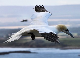 A view of a Gannet Flying over Bass Rock in Scotland