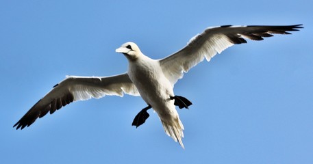A view of a Gannet Flying over Bass Rock in Scotland