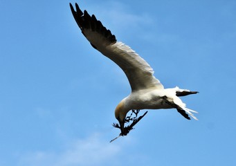 A view of a Gannet Flying over Bass Rock in Scotland