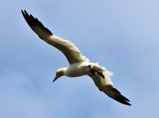 A view of a Gannet Flying over Bass Rock in Scotland
