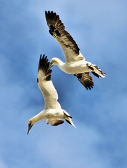 A view of a Gannet Flying over Bass Rock in Scotland