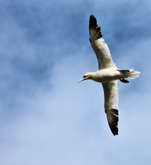 A view of a Gannet Flying over Bass Rock in Scotland