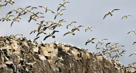Gannets flying over Bass Rock in Scotland
