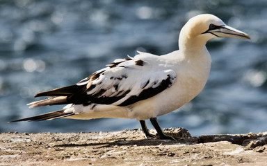 A view of a Gannet in Scotland