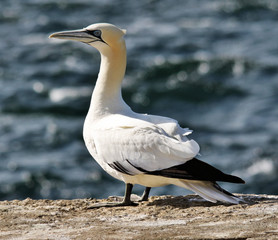 A view of a Gannet in Scotland