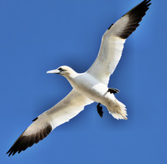 Fototapeta premium A view of a Gannet in Scotland