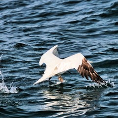 A view of a Gannet in Scotland