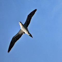 A view of a Gannet in Scotland