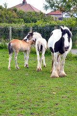 Obraz na płótnie Canvas Horses in a field on West End, Morecambe, Lancashire, England, UK