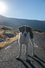 photo of a beautiful and homeless dog walking in an abandoned road. Friendly white and brown medium dog. Holidays concept