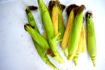 ears of corn, milky-ripe, close-up