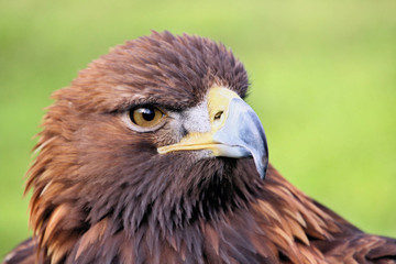 A close up of a Golden Eagle