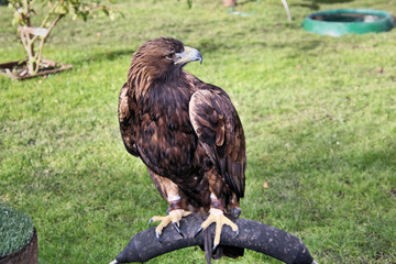 A close up of a Golden Eagle