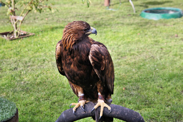 A close up of a Golden Eagle