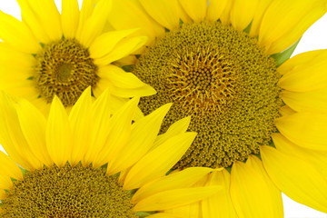 Sunflowers. Beautiful light yellow sunflower isolated on white background. 