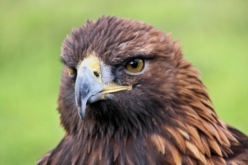 Fototapeta premium A close up of a Golden Eagle