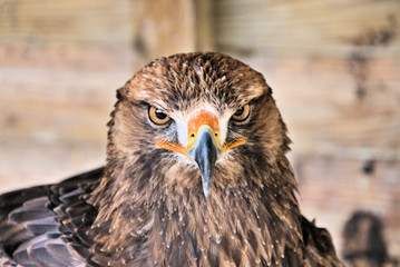 A close up of a Golden Eagle