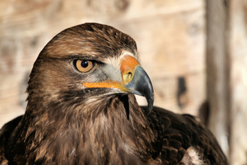A close up of a Golden Eagle