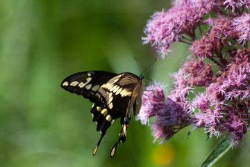 Giant Swallowtail on Joe Pye Weed
