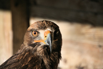 A close up of a Golden Eagle