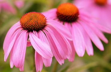 Echinacea Flowers, Sonnenhut, Makroaufnahme