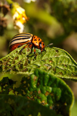 Colorado potato beetle pest of potatoes on green tops of plants.