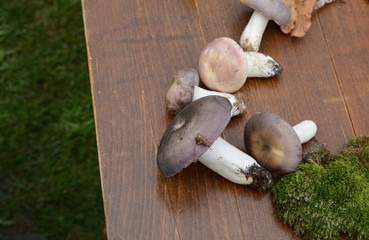 Fungi world. Different kind of mushrooms on a wooden table.