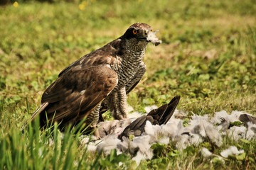 A picture of a Goshawk