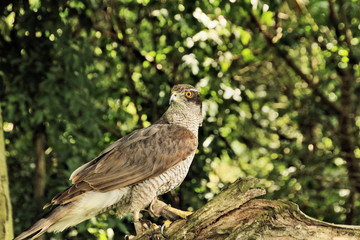 A picture of a Goshawk