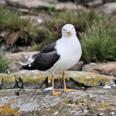 Obraz premium A Great Black Backed Gull on a rock