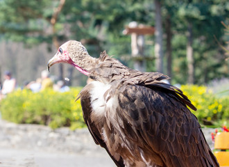 Side view from a hooded vulture, Necrosyrtes monachus, is an Old World vulture in the order Accipitriformes