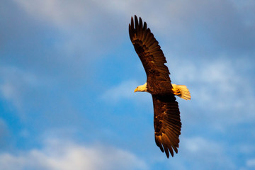 american bald eagle